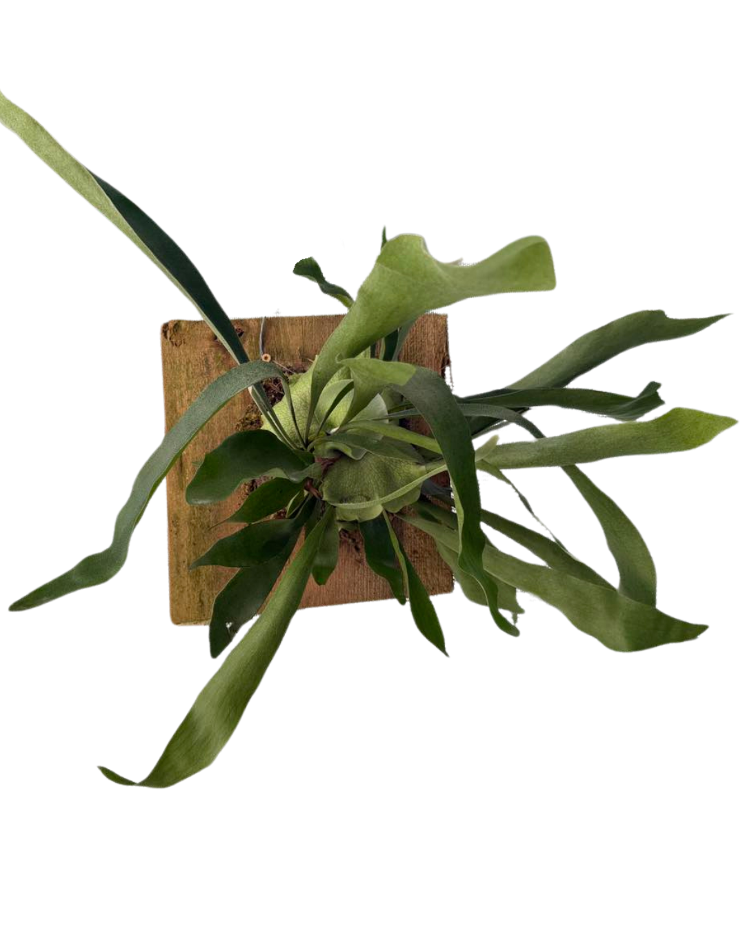 12 Staghorn Plaque