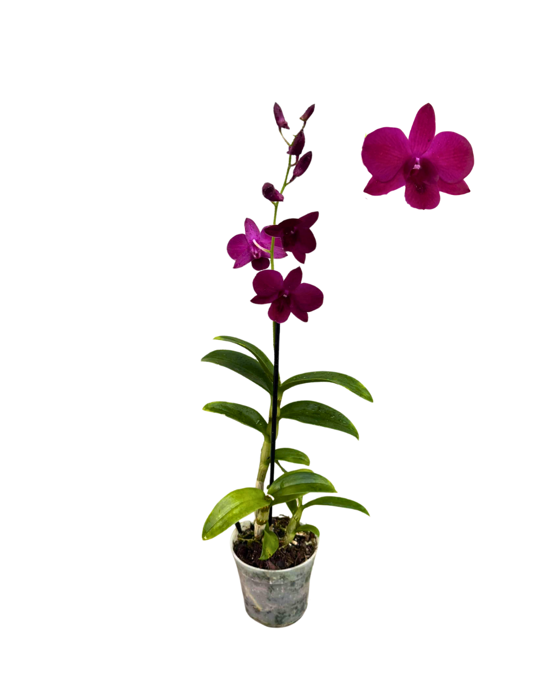 4 Dendrobium Popper Red
