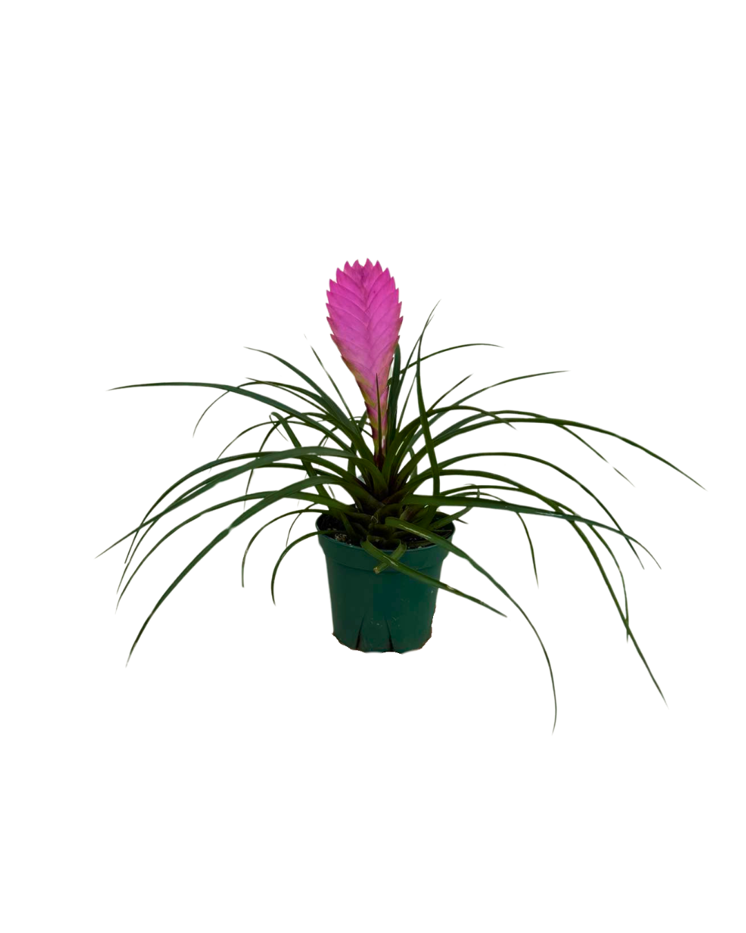 4 Tillandsia cyanea