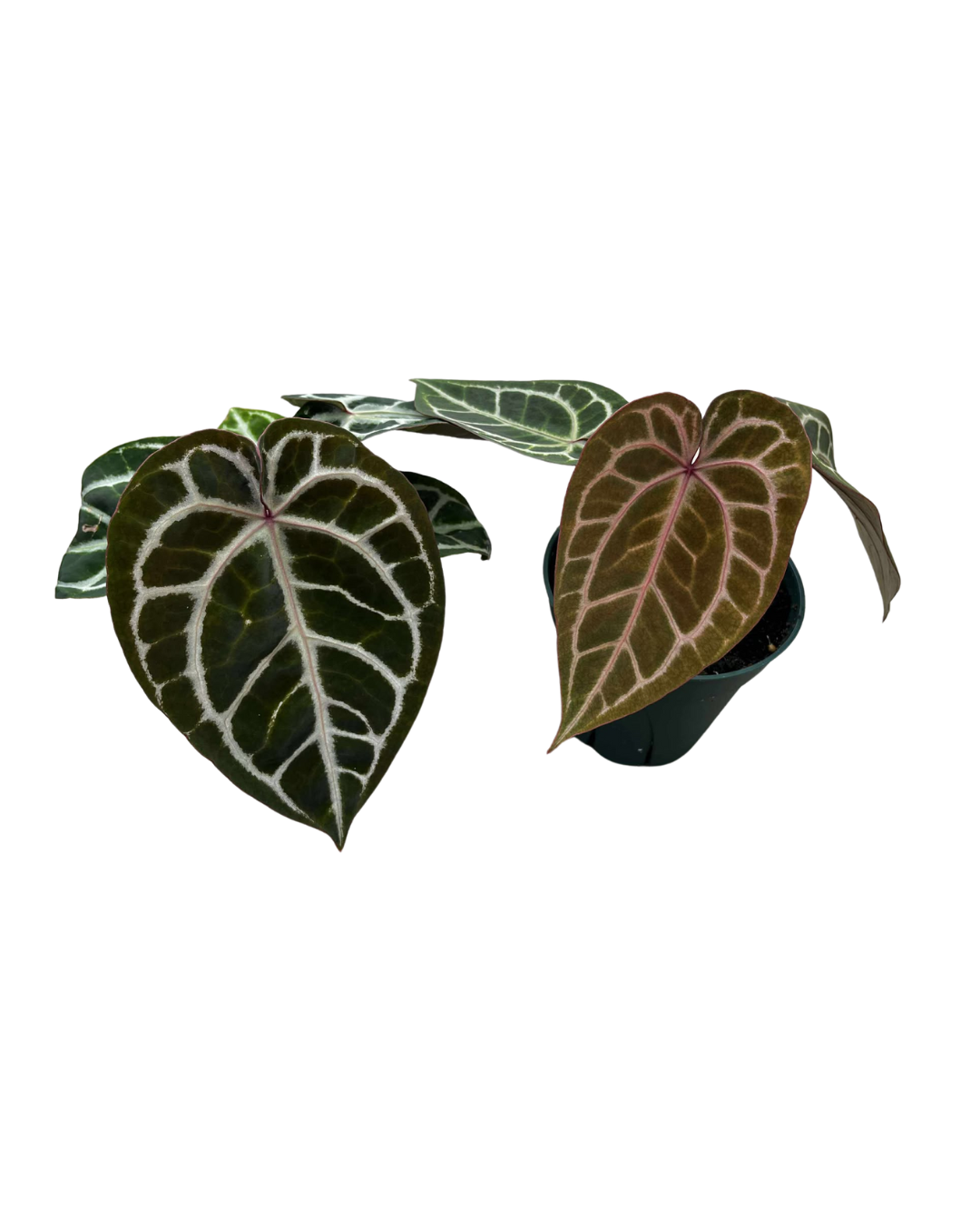 5 Anthurium JUNE