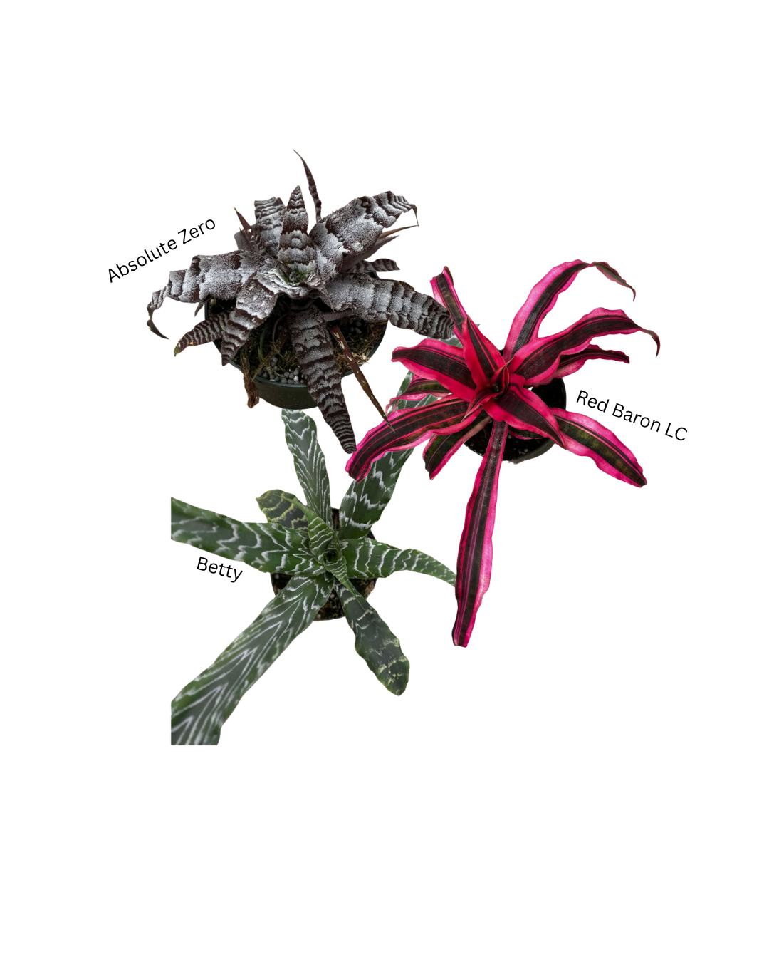 5 Crypt on sale wk 24