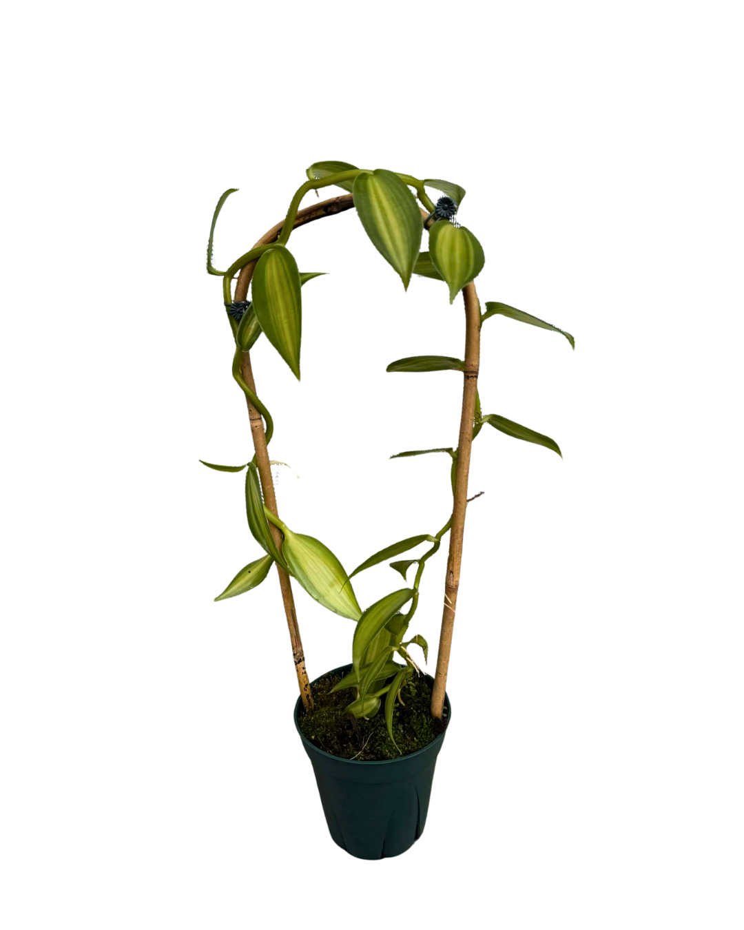 5 Vanilla Variegated bamboo