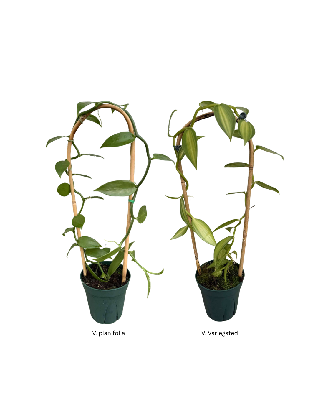 5 Vanilla w bamboo arch