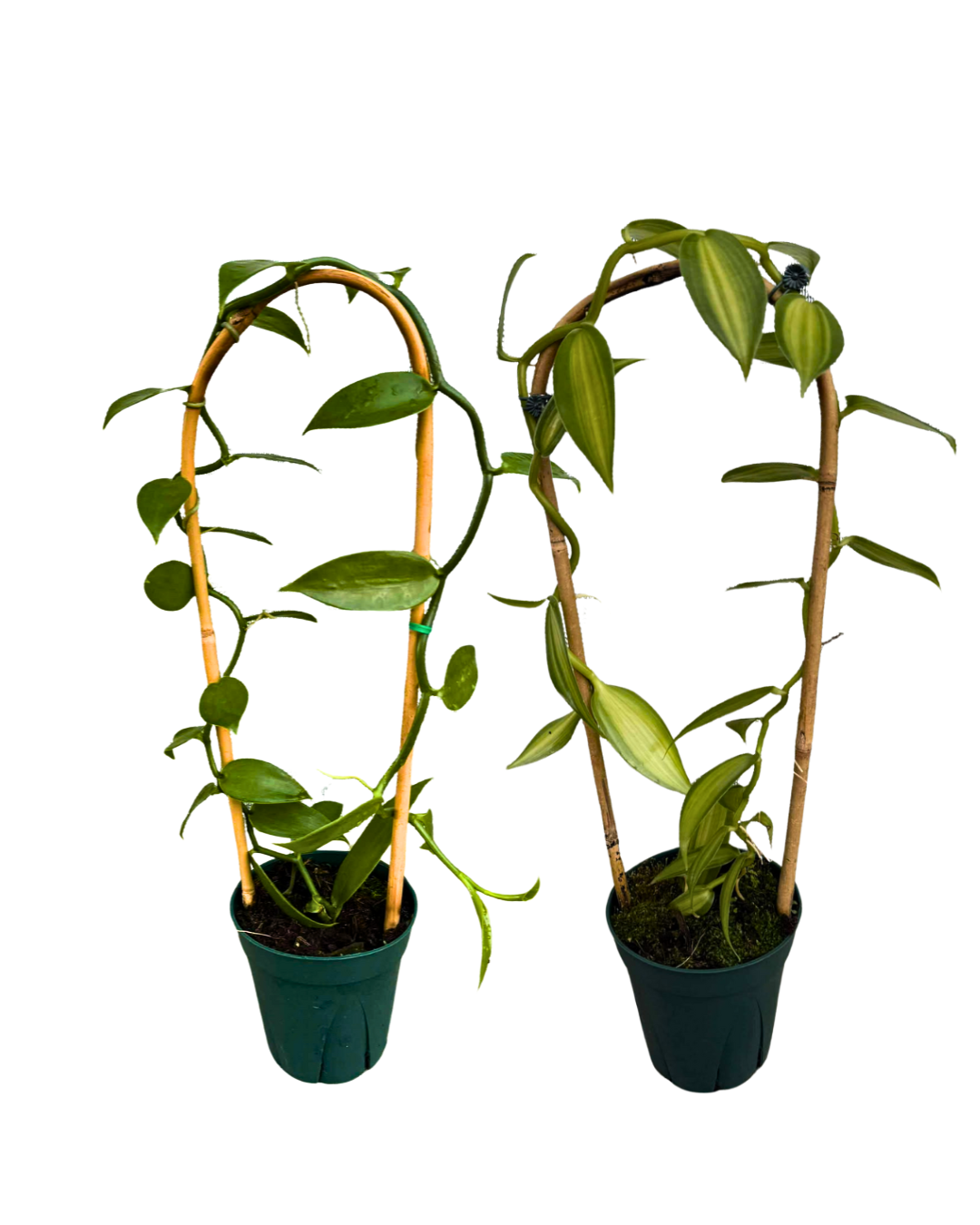 5 Vanilla w bamboo arch