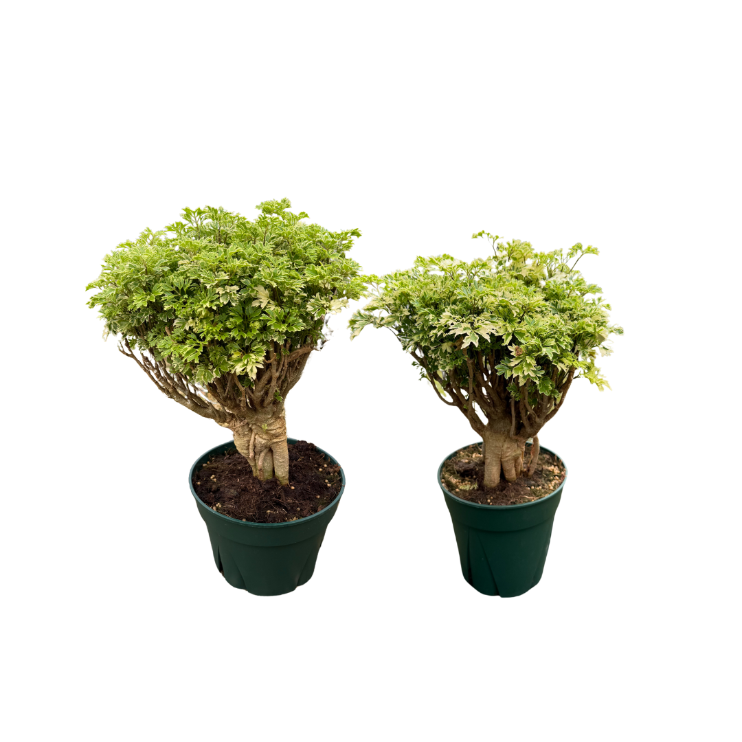6 + 8 Aralia Ming Bonsai