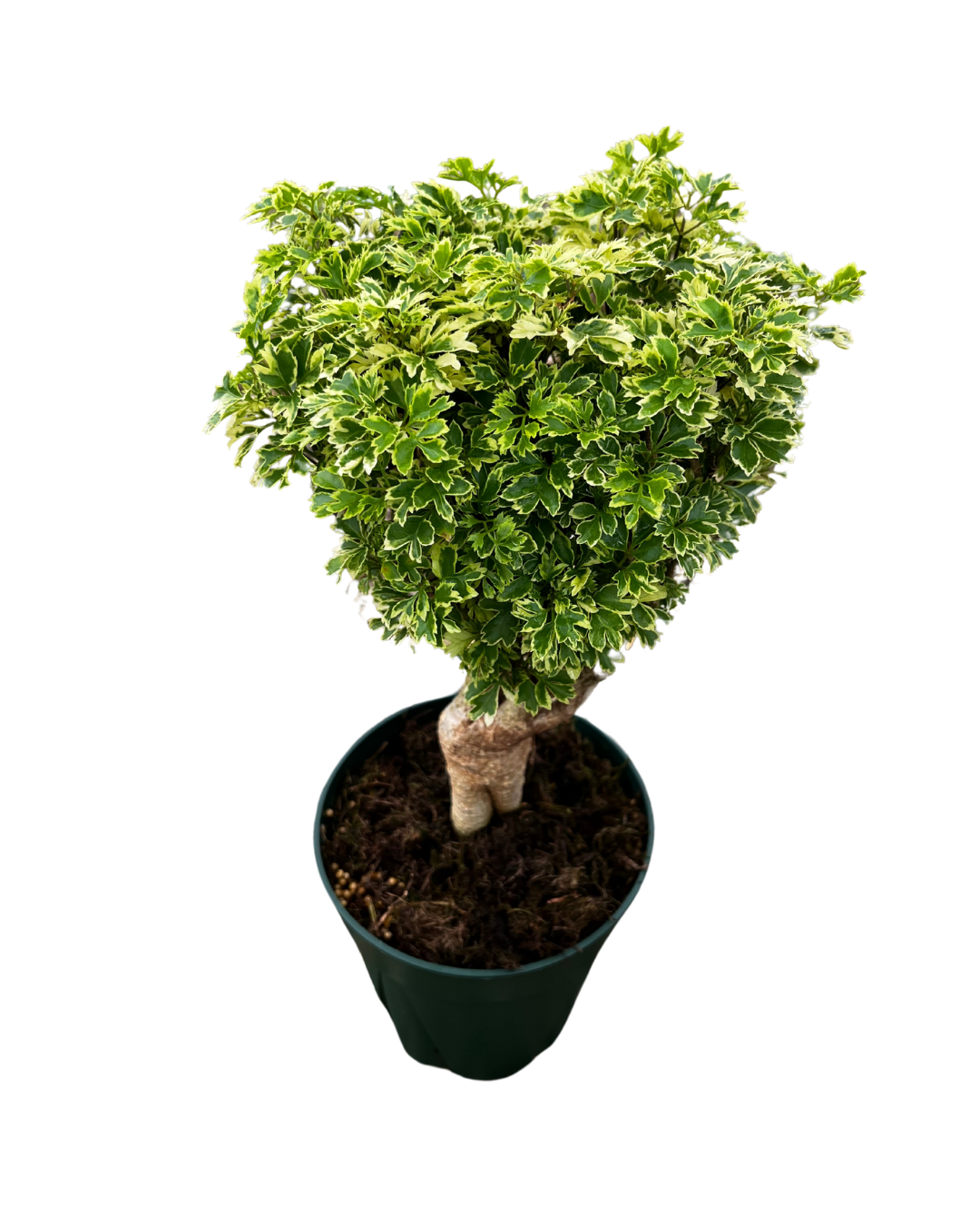 6 Aralia Ming