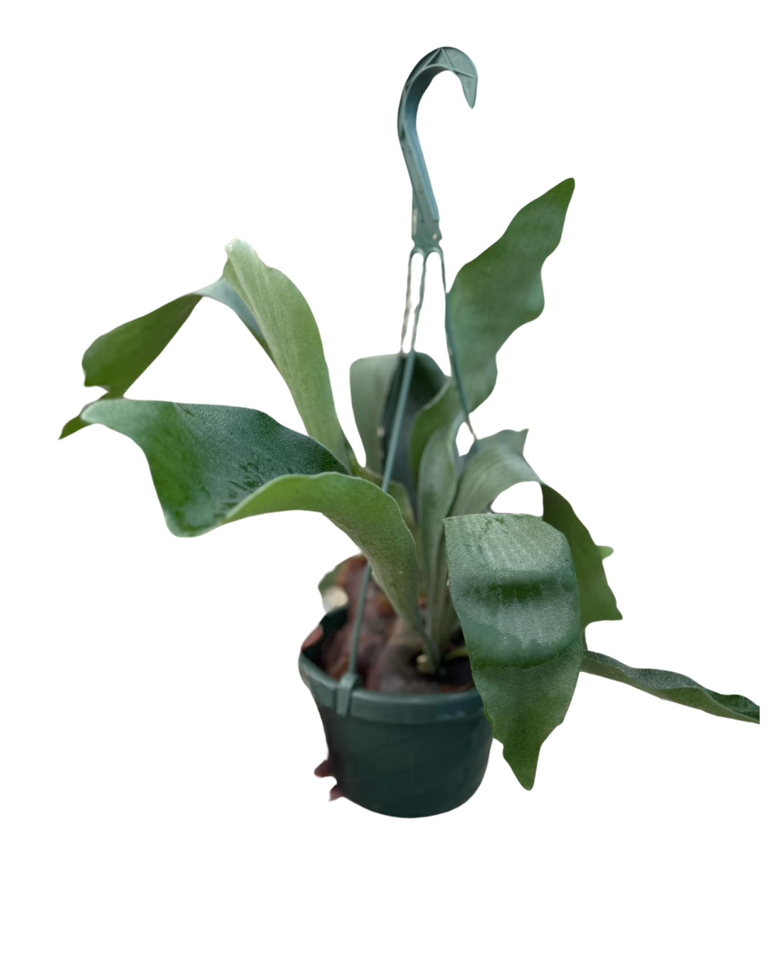6 Staghorn SB