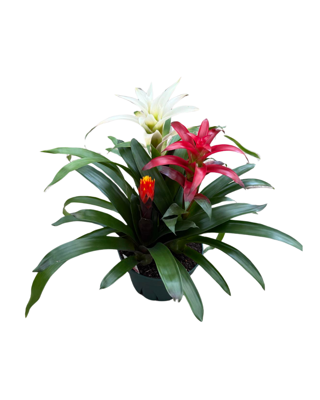 8 Guzmania Triple Combo - Summer