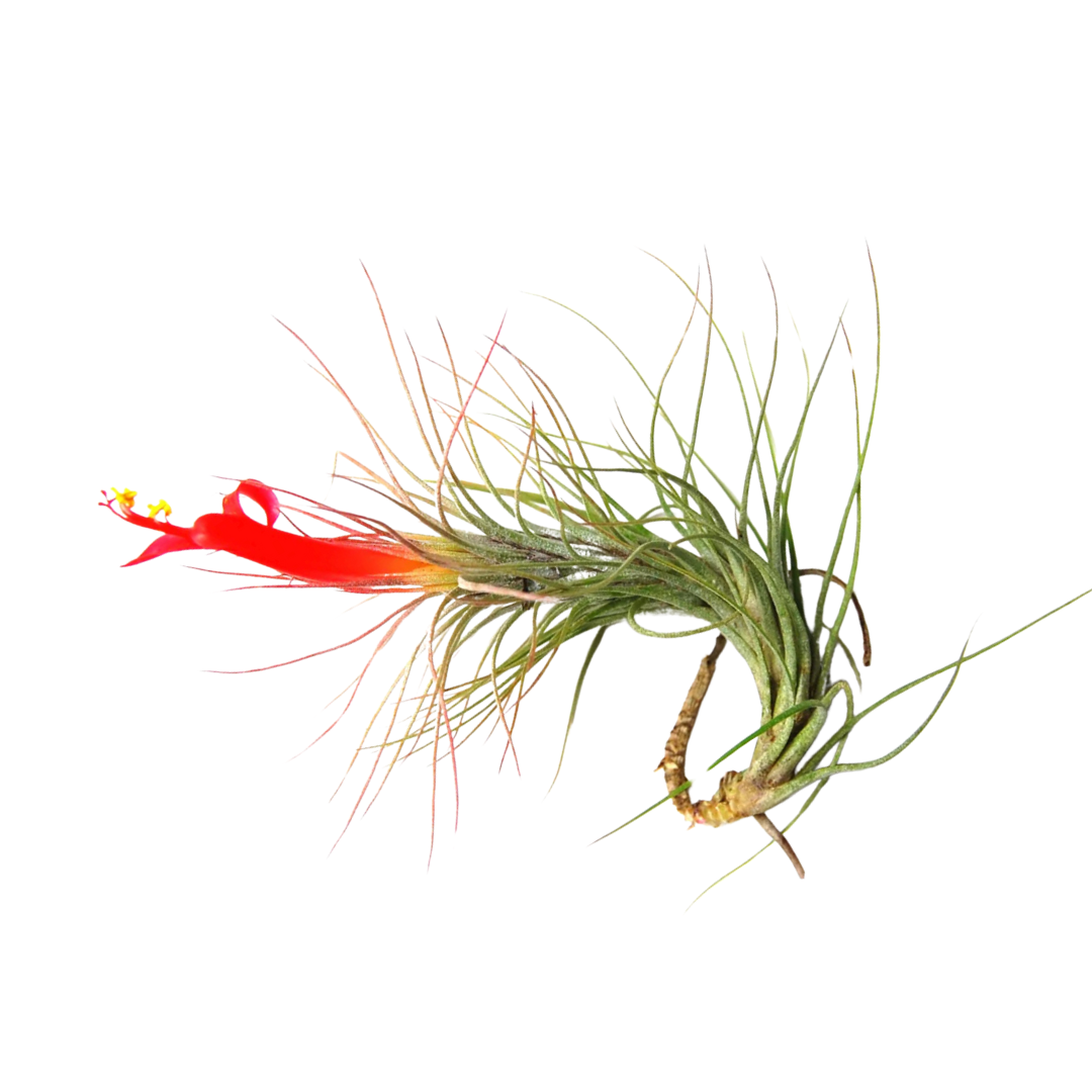 T. funckiana