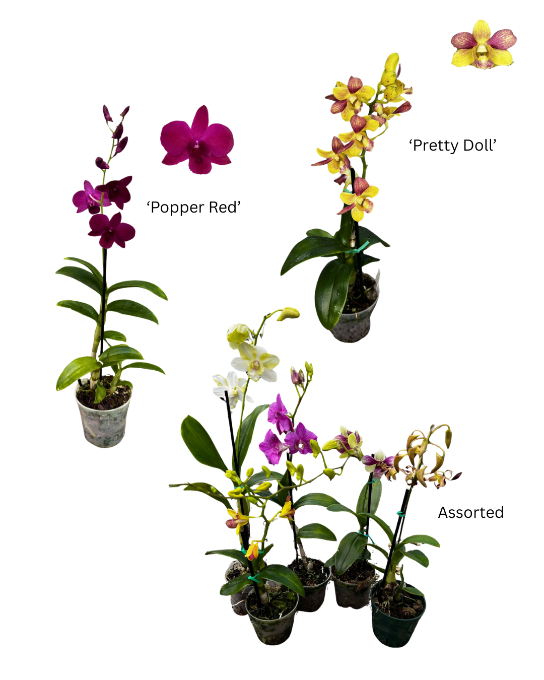 4 Dendrobium Summer