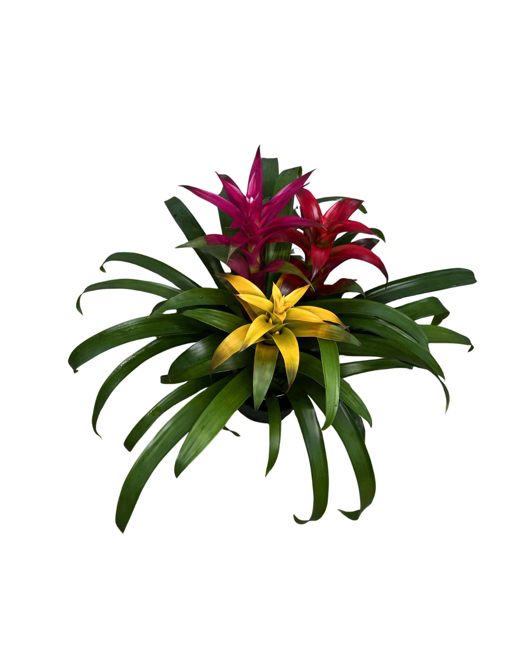 6 Guzmania Triple Combo