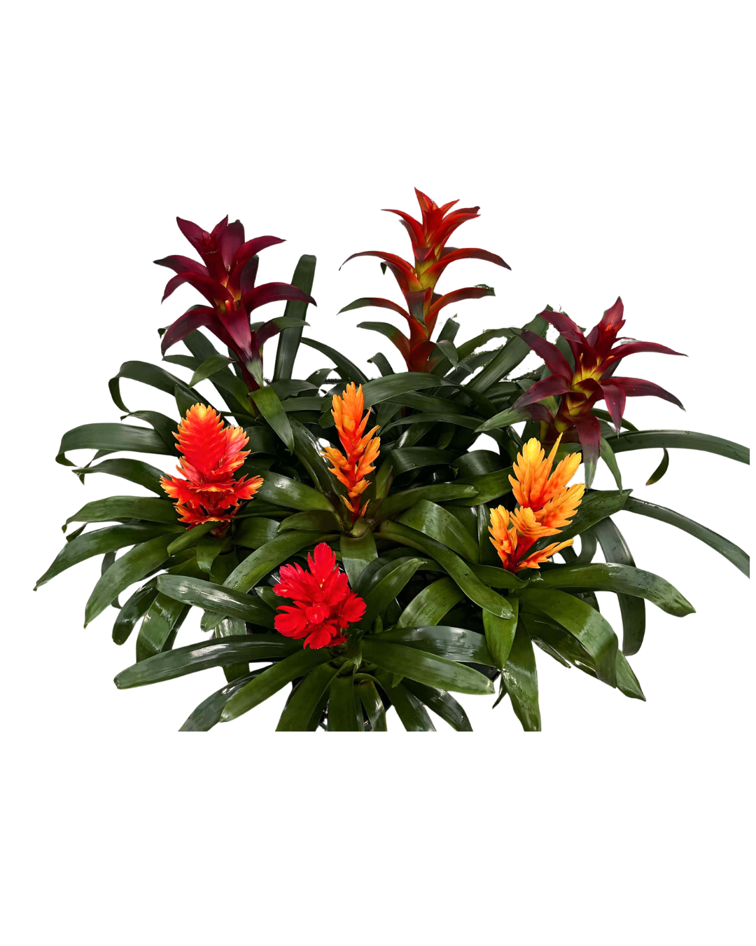 6 High Color Assorted