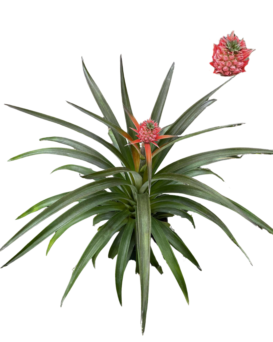 6 Pineapple - Summer