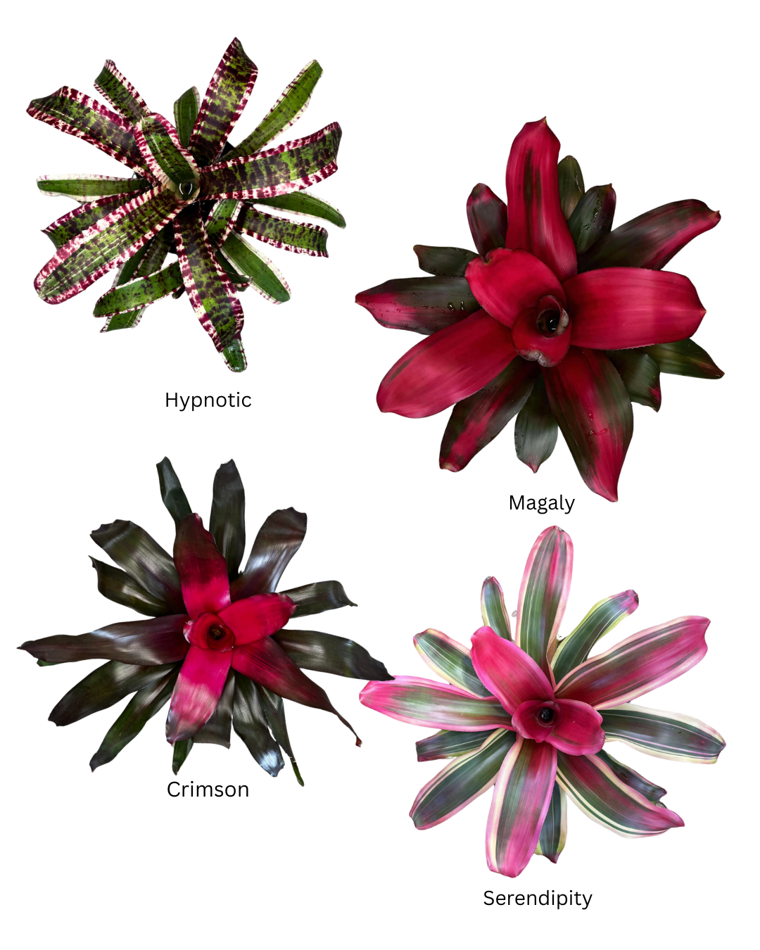 Premium Neoregelia