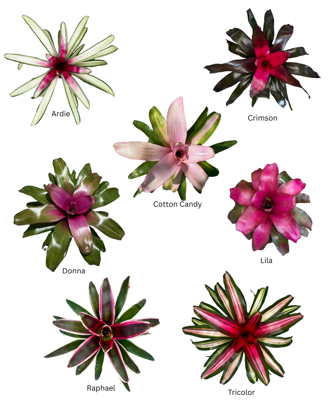 Standard Neoregelia