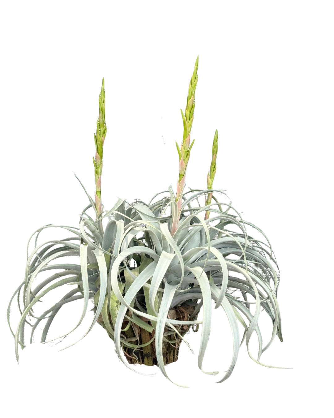7 Tillandsia xerographica basket 3 spikes