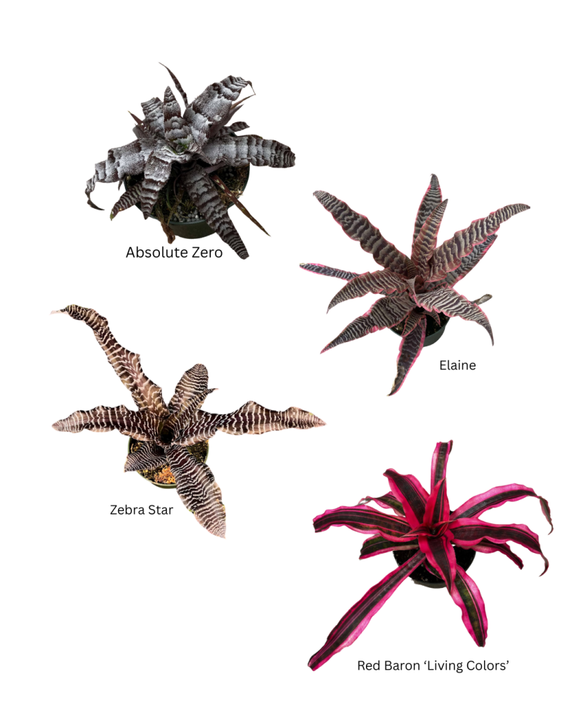 5 Cryptanthus series