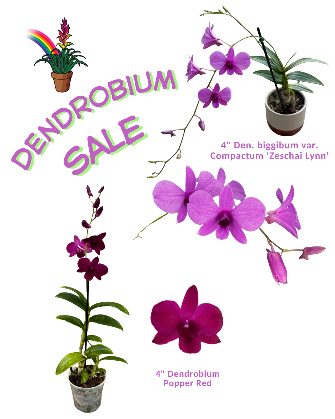 Dendrobium Sale through wk 44 (1)