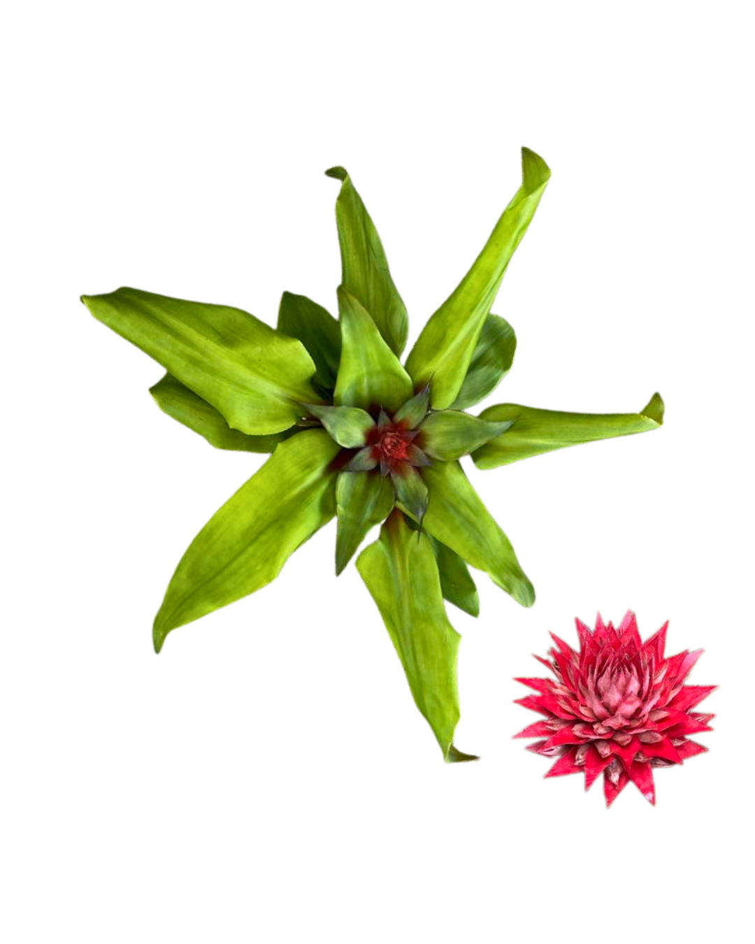 6in Aechmea tayoensis (1)