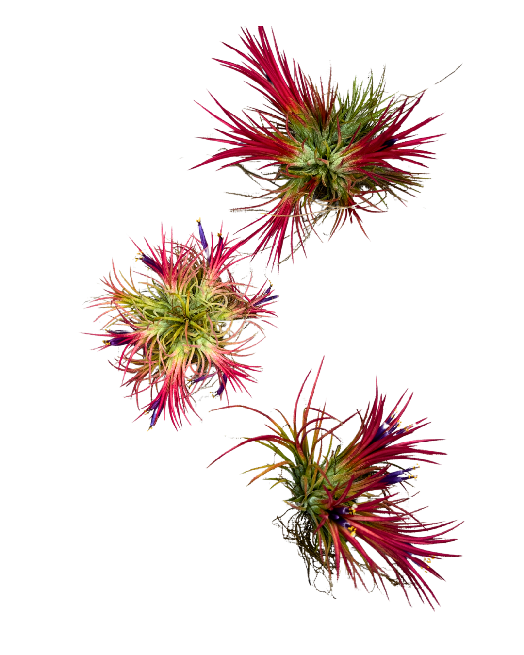 BR Tillandsia ionantha fuego ball