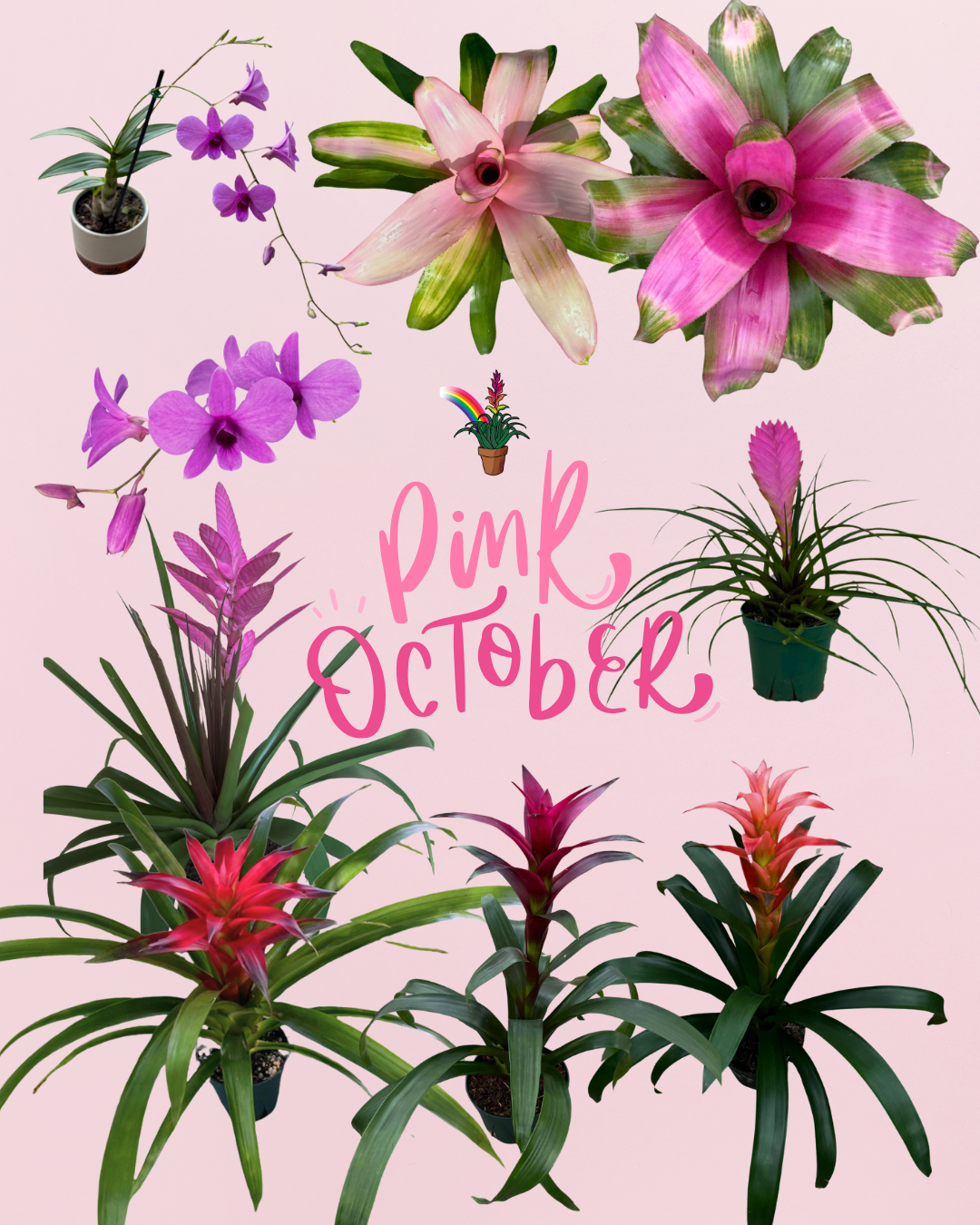 Pink Plants for October