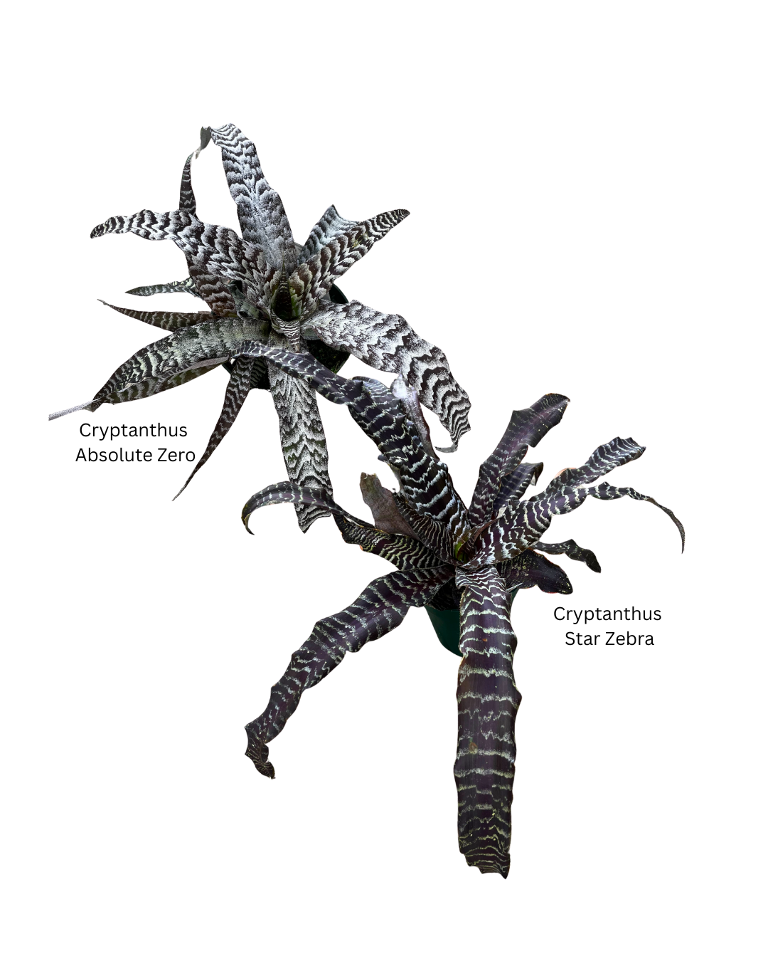 5 Cryptanthus ON Sale