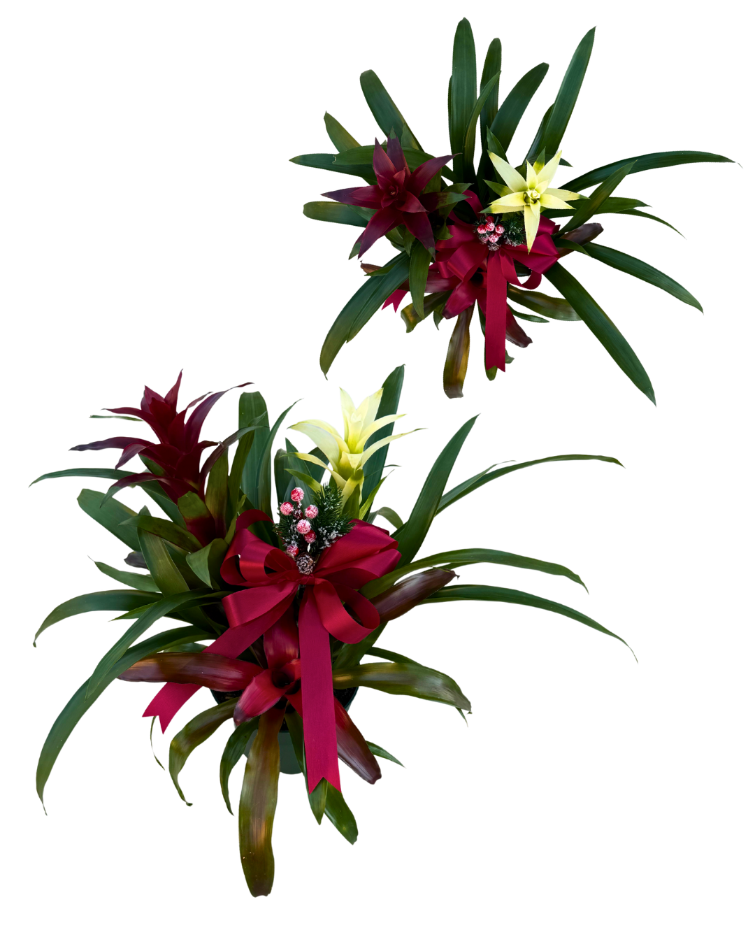 8 Bromeliad Christmas Combo