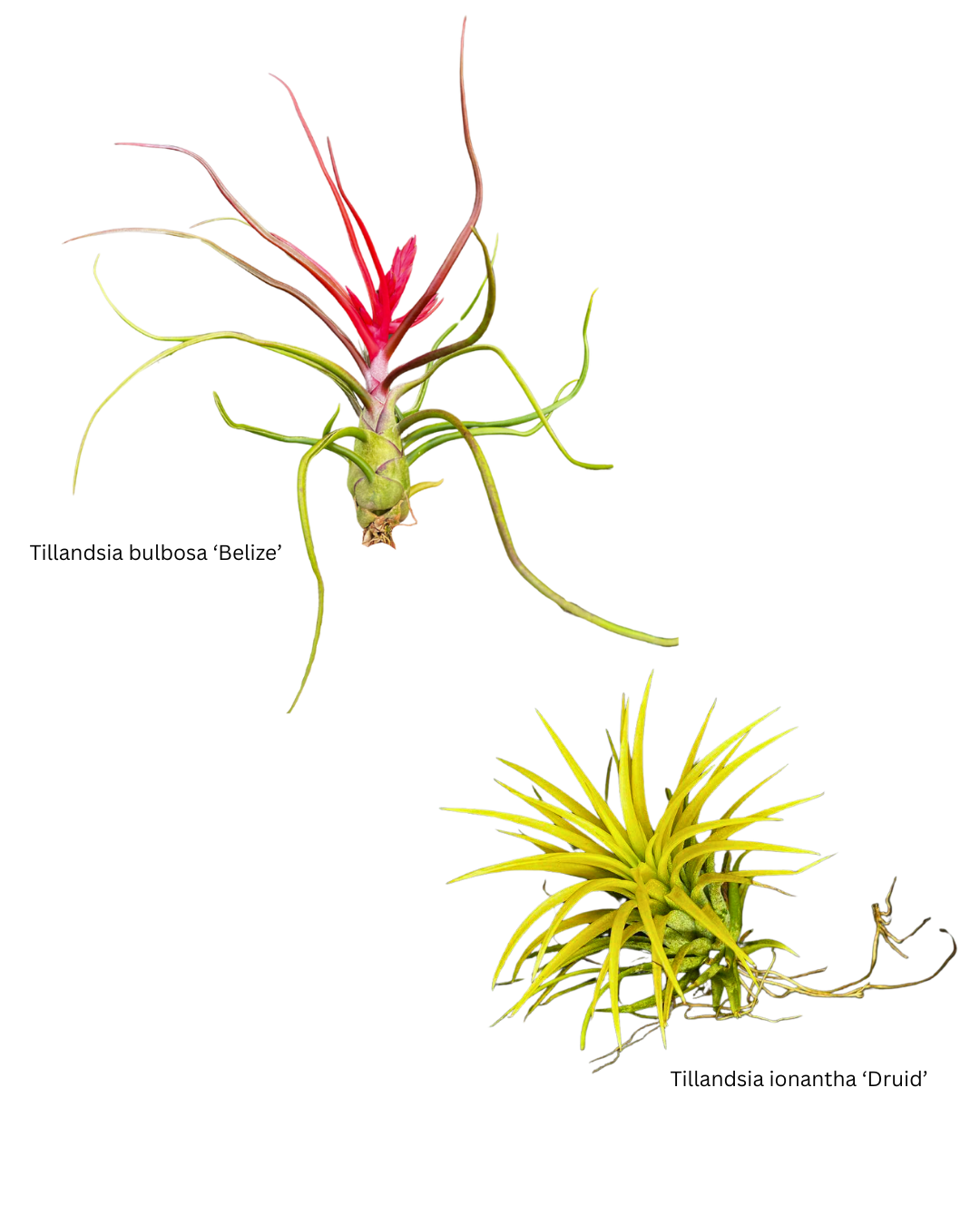 BR TIllandsia in Color Week 51