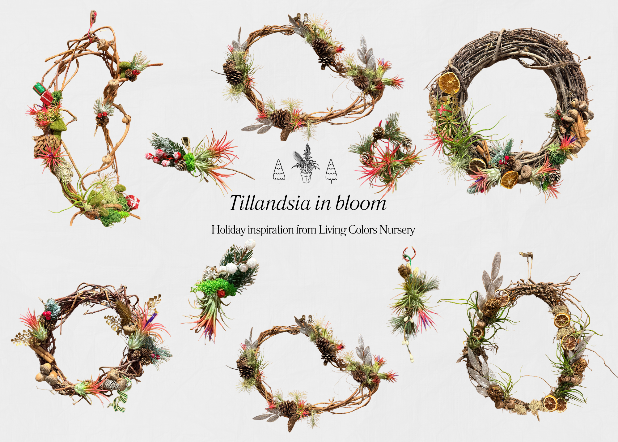 Tillandsia in bloom 2025 Holiday