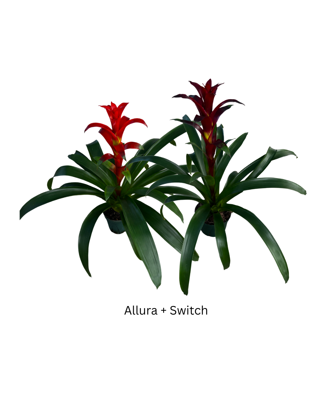 week 51 6 Guz Allura + Switch