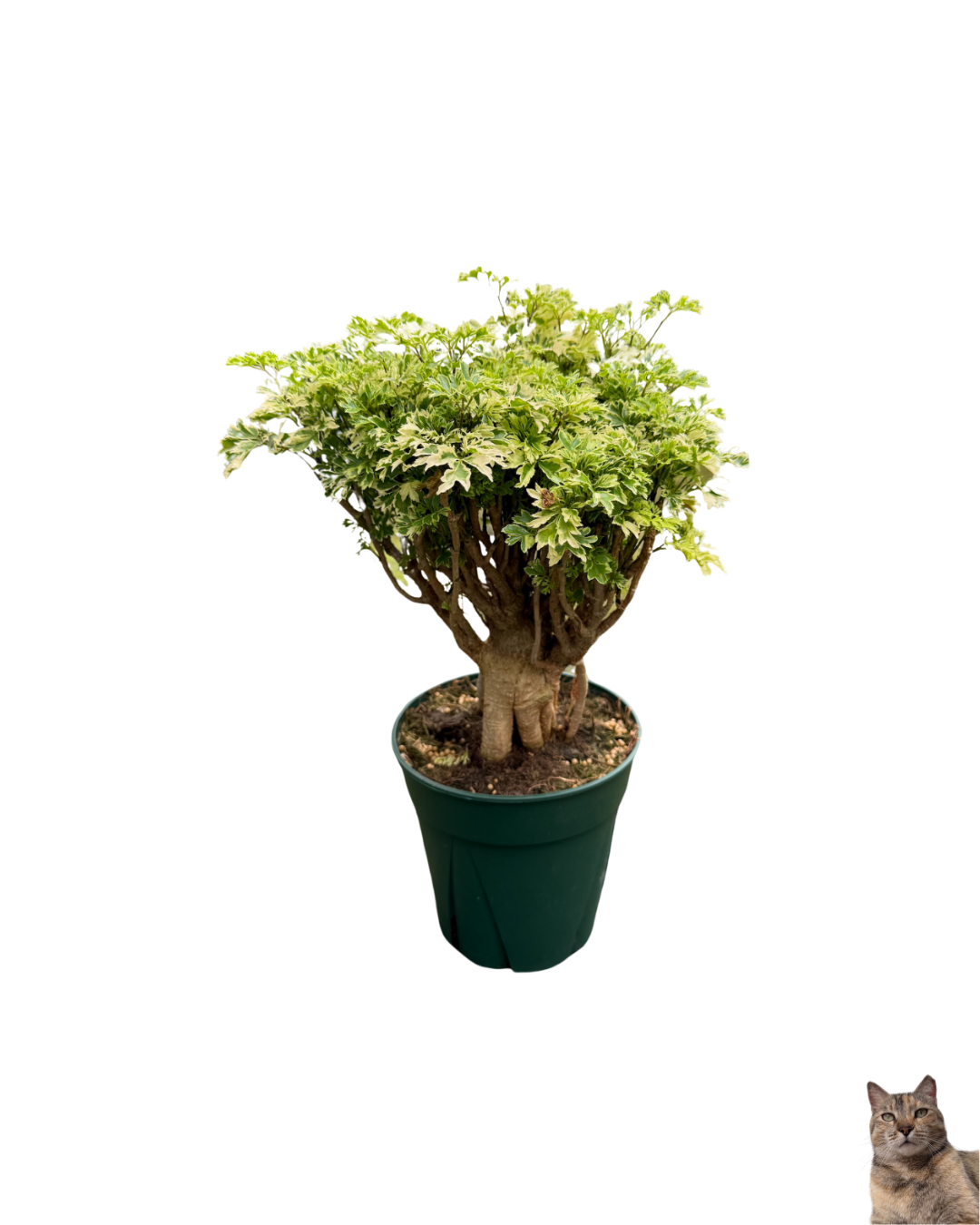 6 Aralia x Aralia