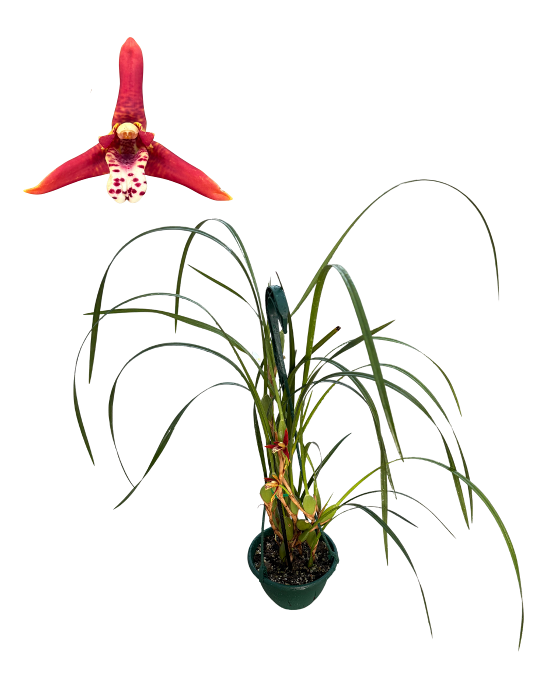 6 HB Maxillaria tenuifolia