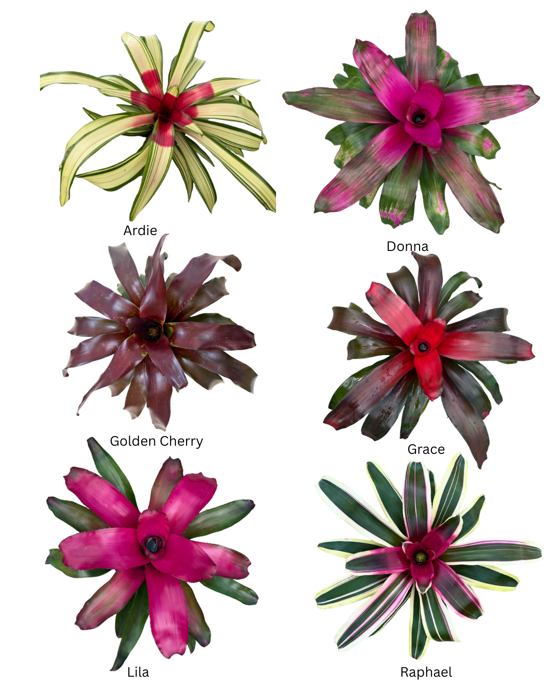 6 Neoregelia - Week 20 SALE (1)