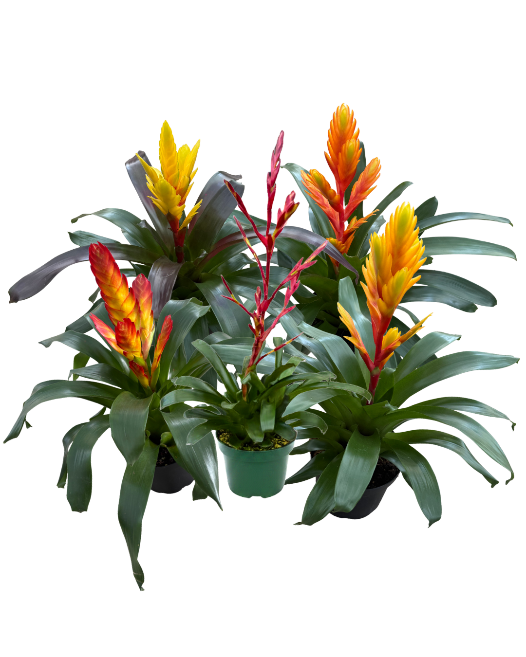 6 Vriesea Assorted Week 20