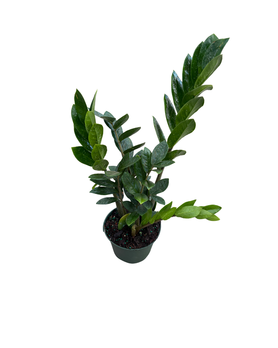 6 ZZ Plant