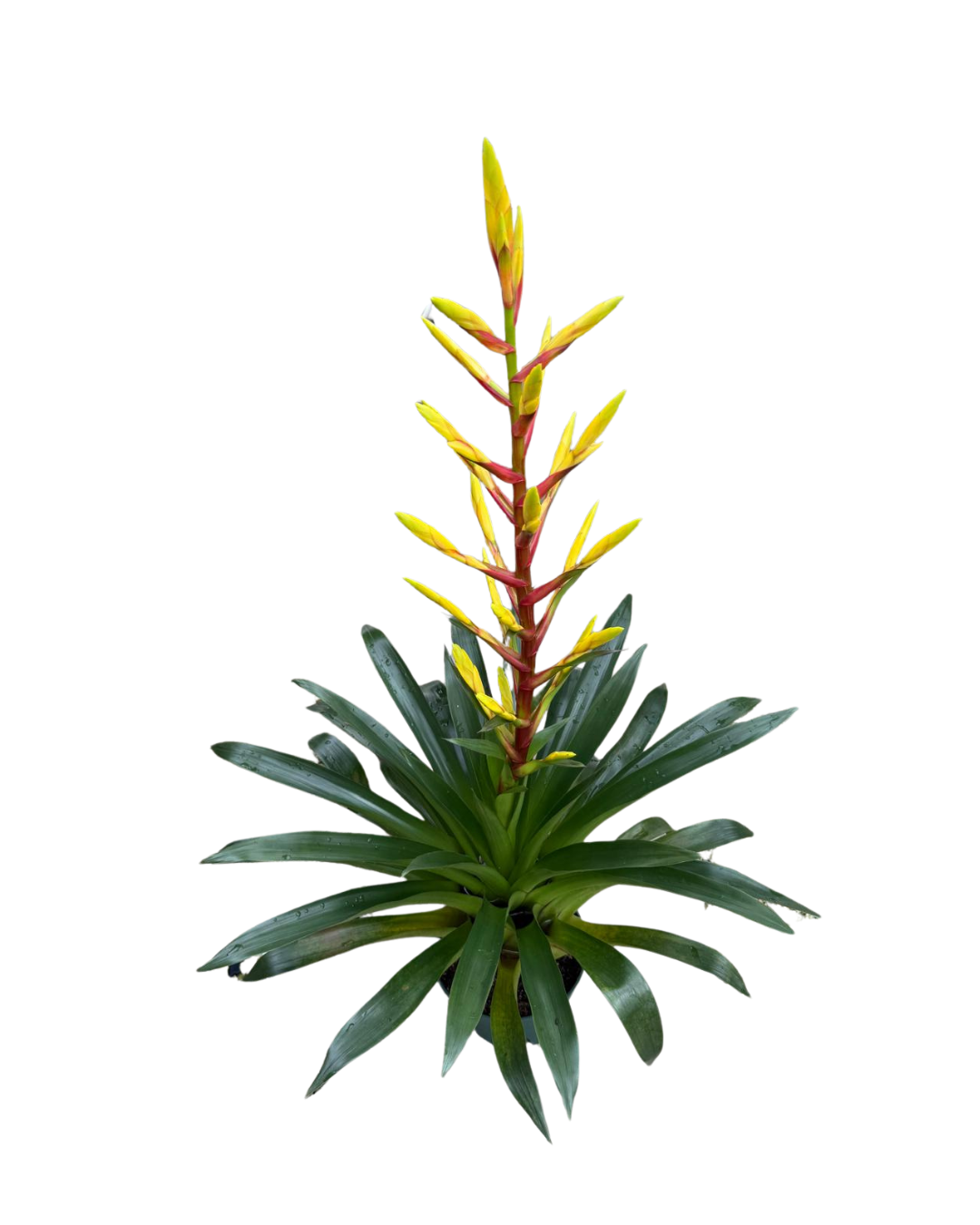 8 Tillandsia Luminosa