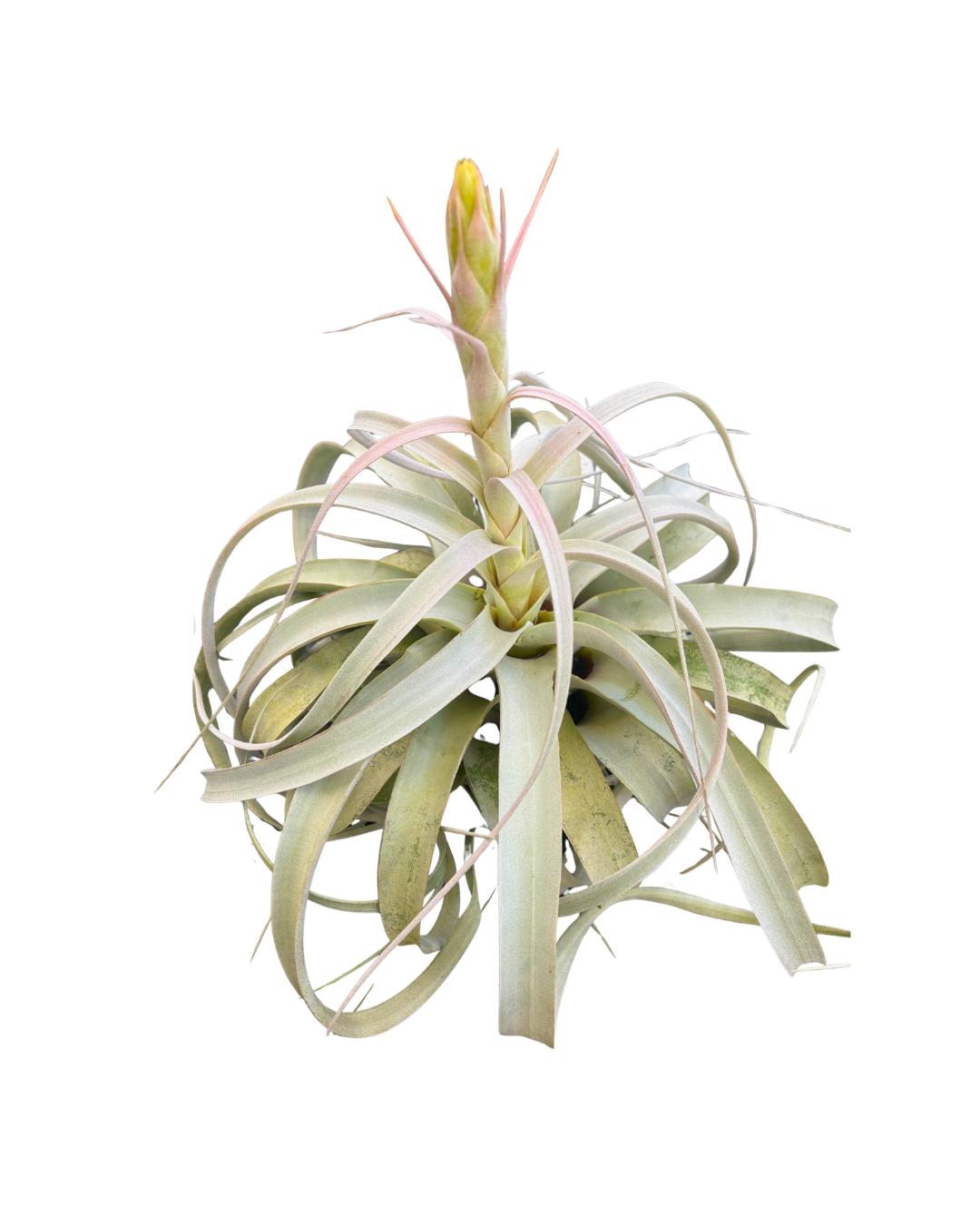 BR T. xerographica medium SPIKING