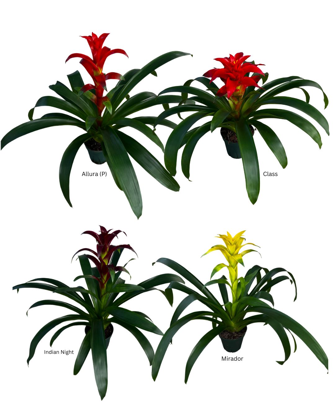 Guzmania SALE WK 20 (1)