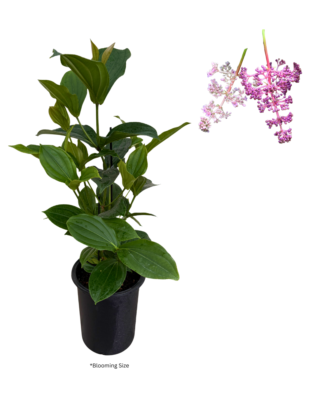 10 Medinilla myriantha