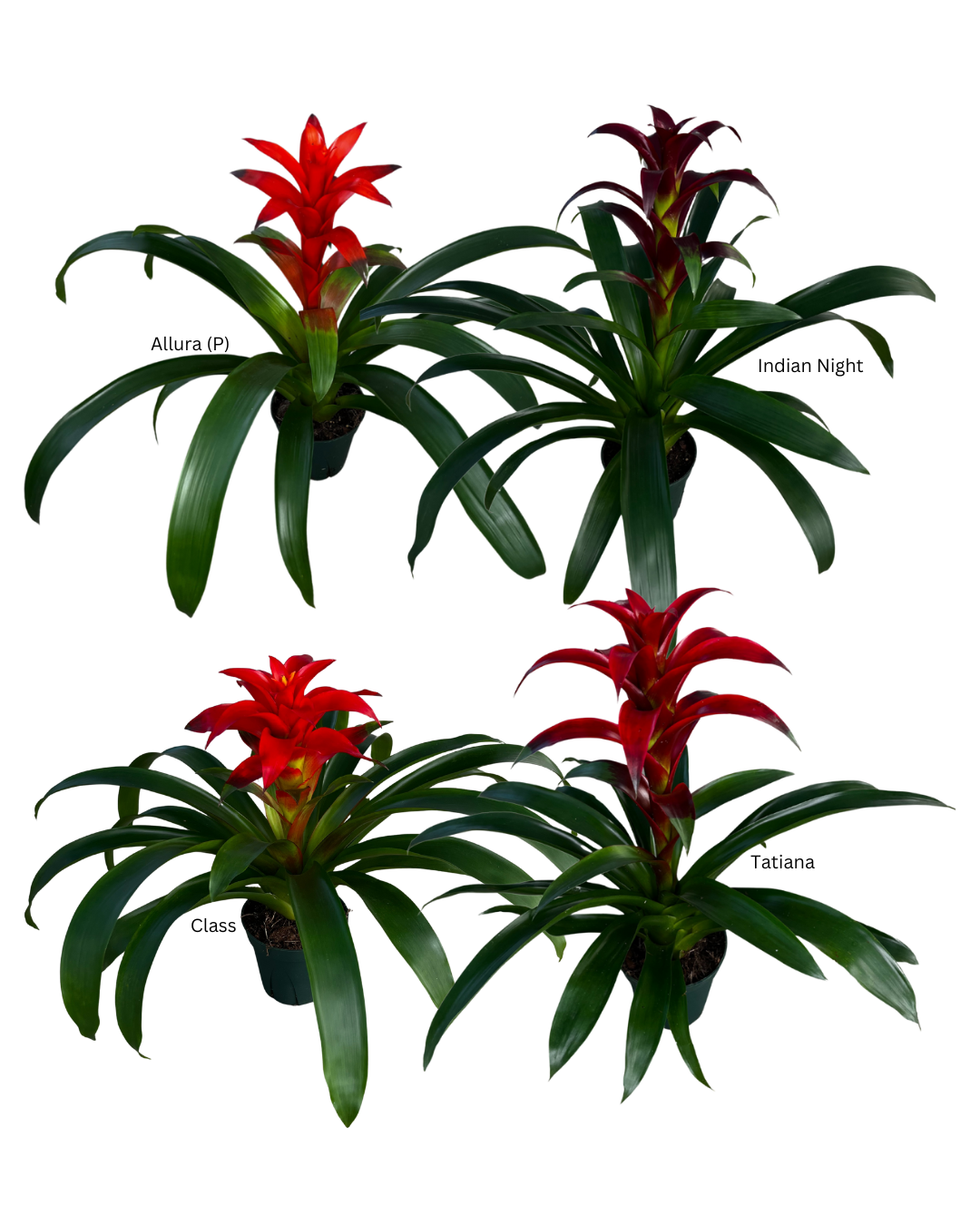 5 Guzmania On Sale Wk 25