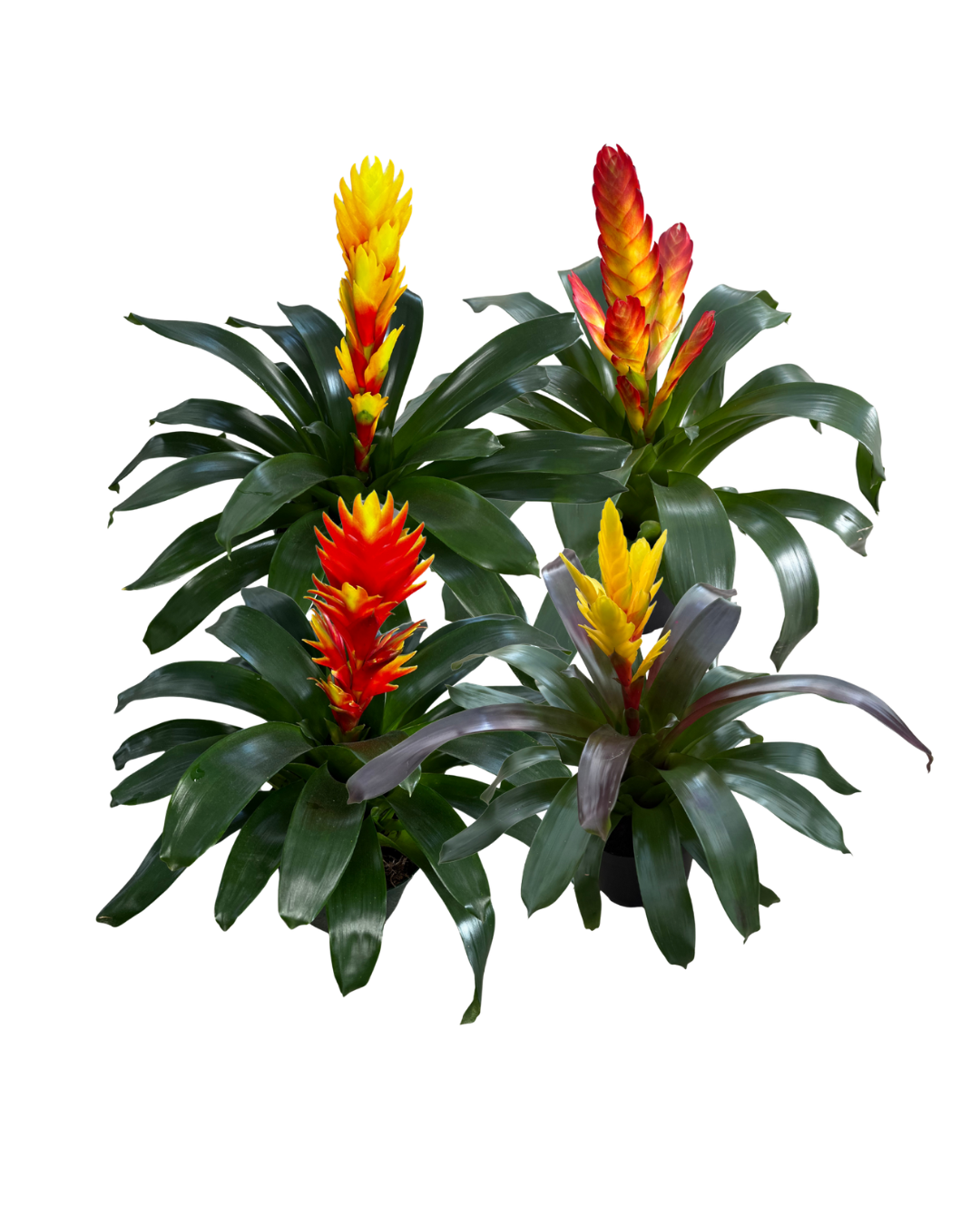 6 Vriesea Assorted