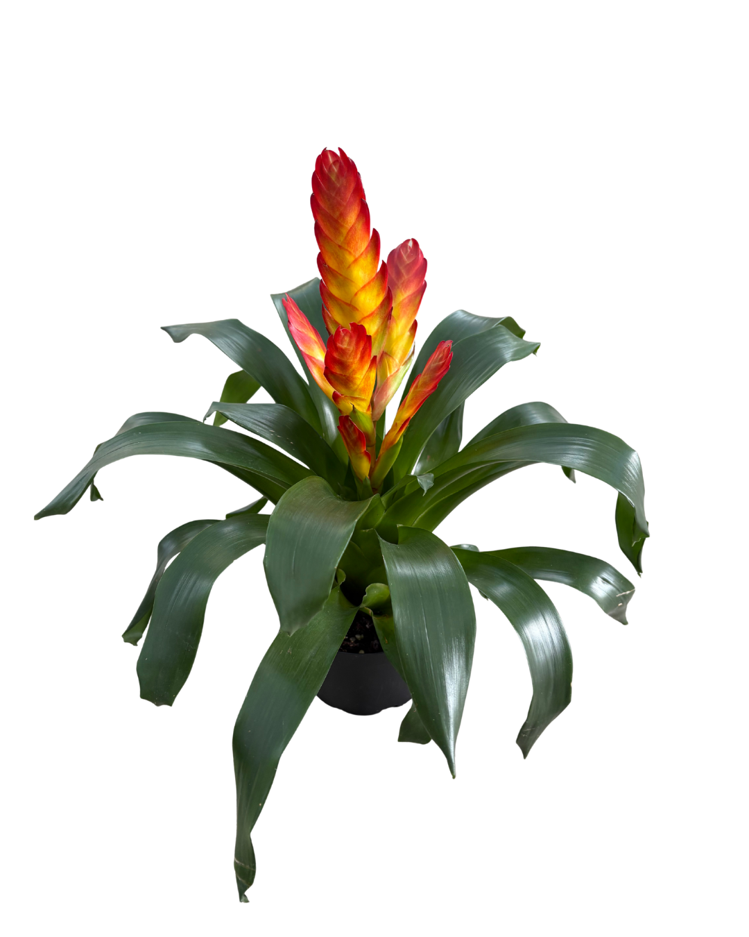 6 Vriesea Helia