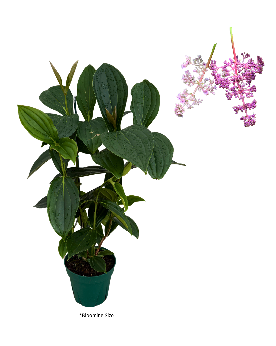 8 Medinilla myriantha