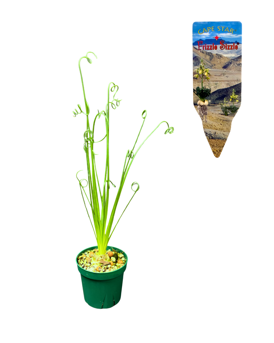 Albuca ‘Frizzle Sizzle’ Albuca spiralis