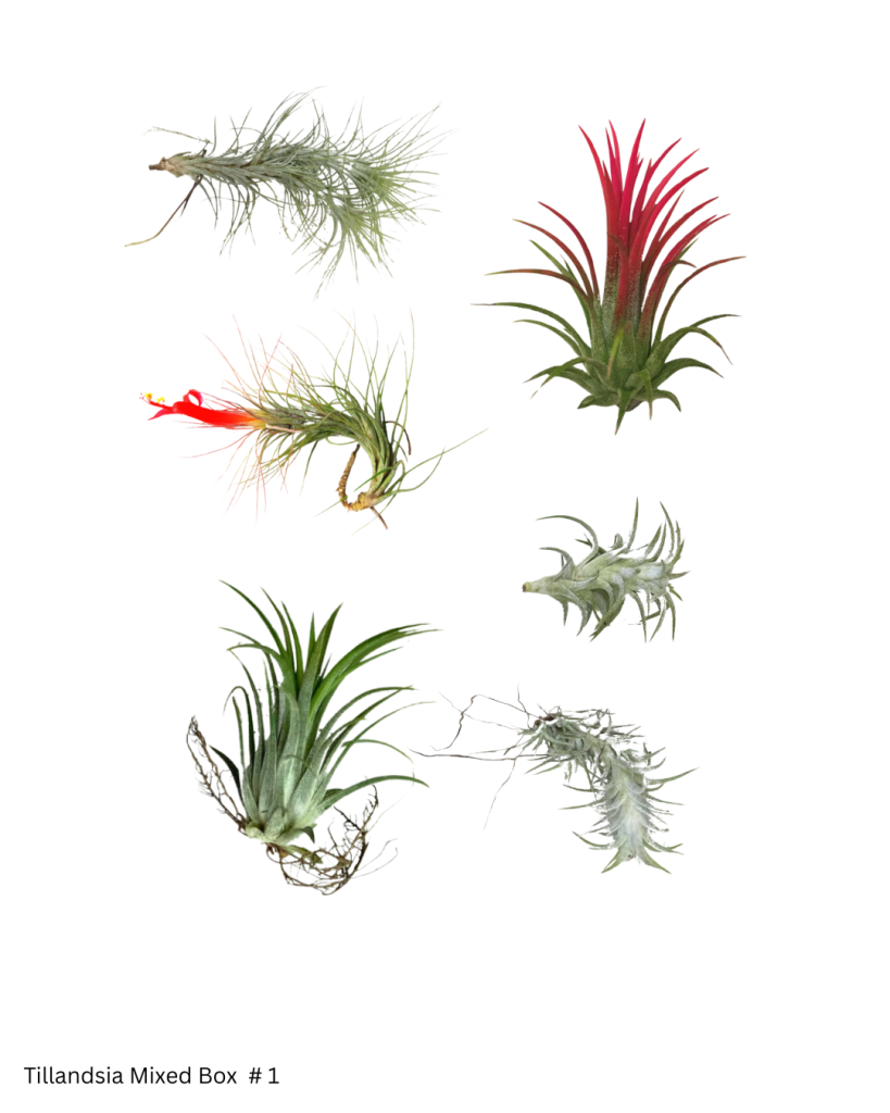 BR Tillandsia Mixed Box 1