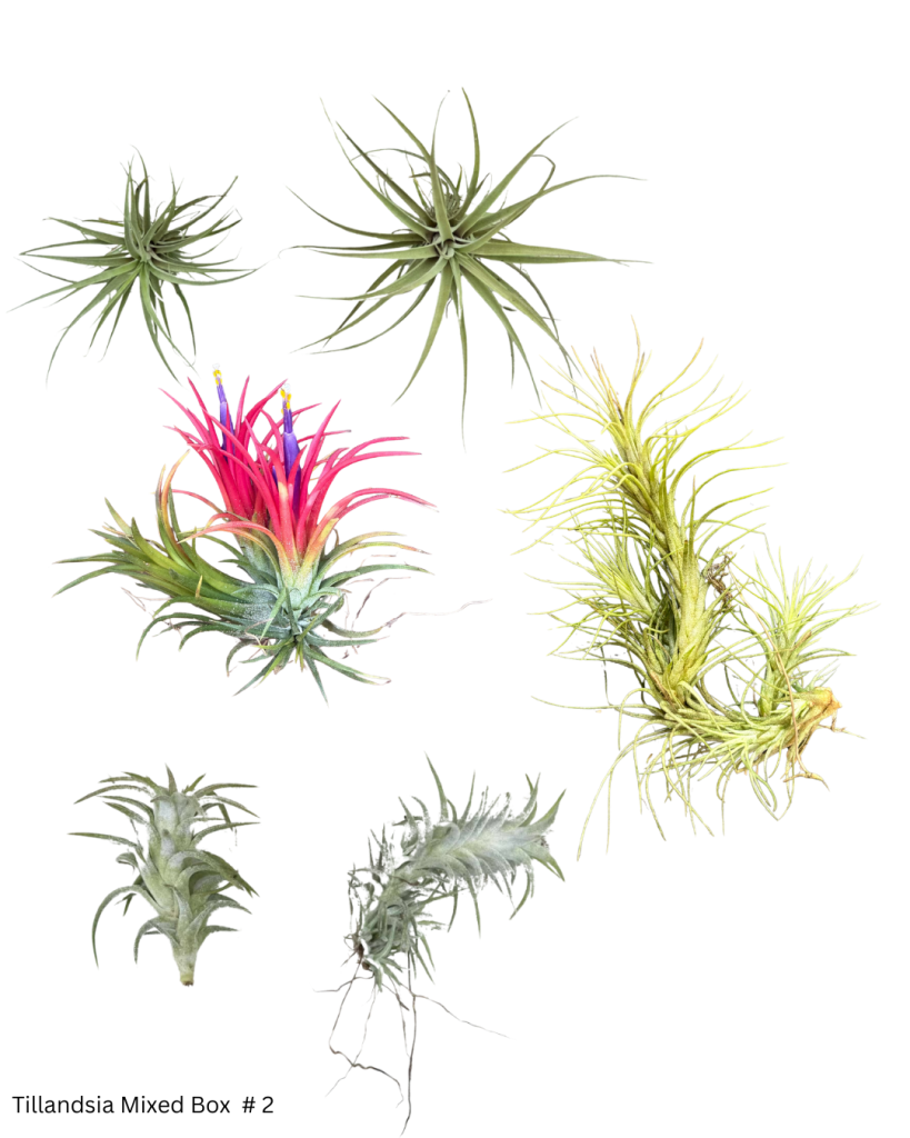 BR Tillandsia Mixed Box 2