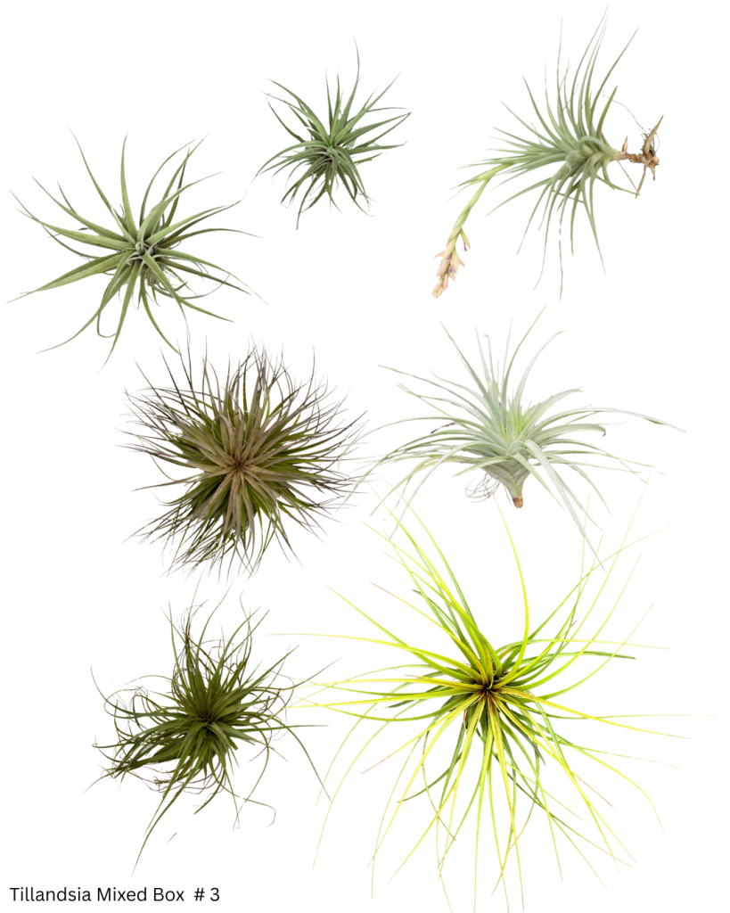 BR Tillandsia Mixed Box 3