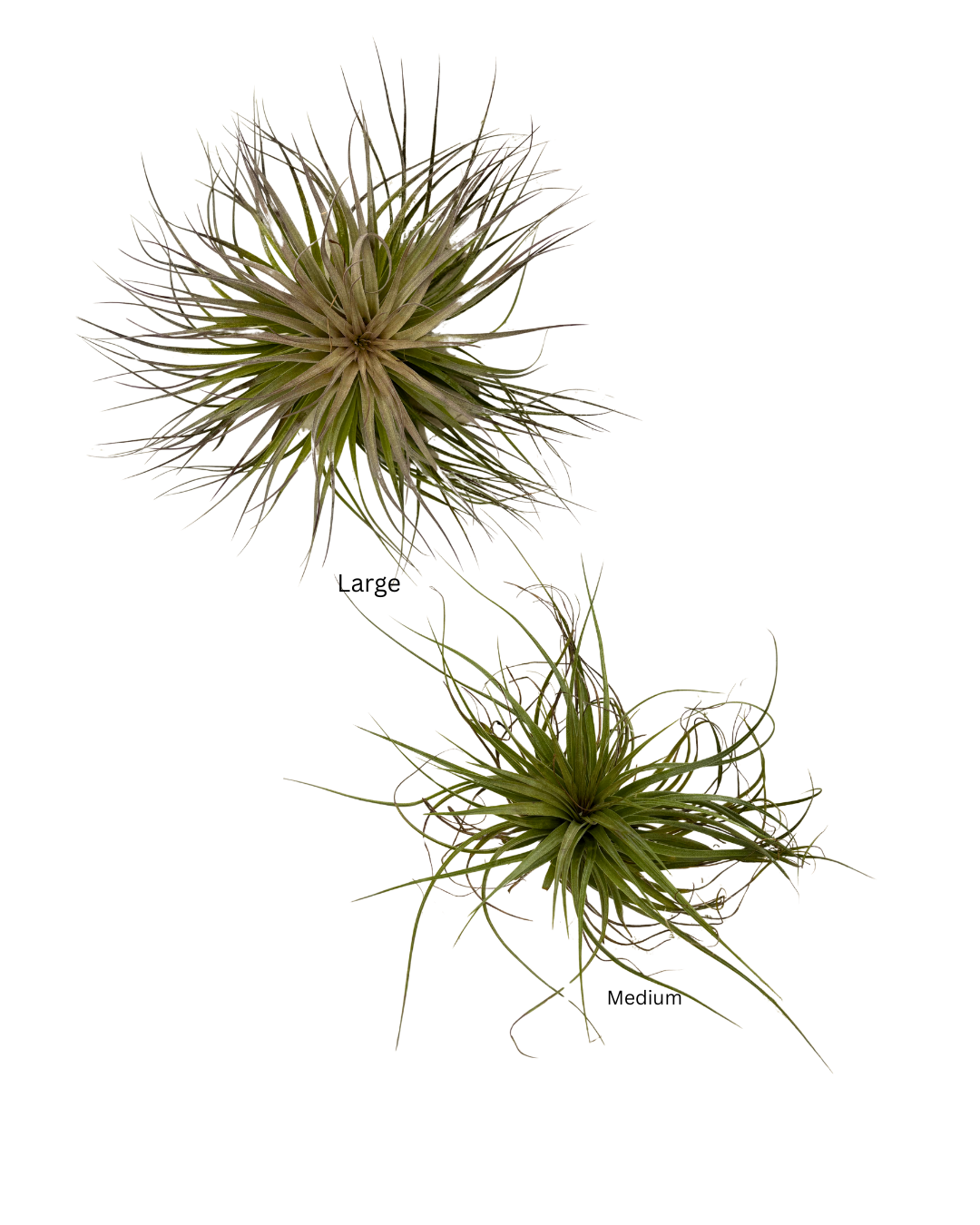 Tillandsia Cotton Candy Huston
