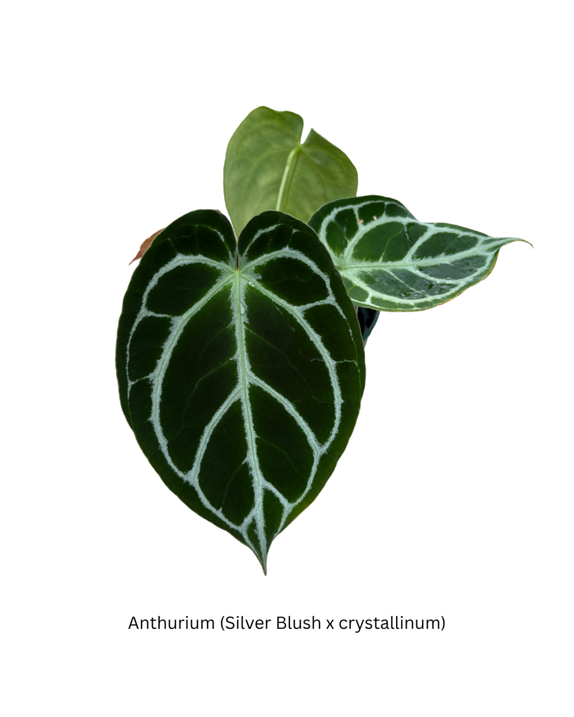 5 Anthurium Silver Blush x crystallinum