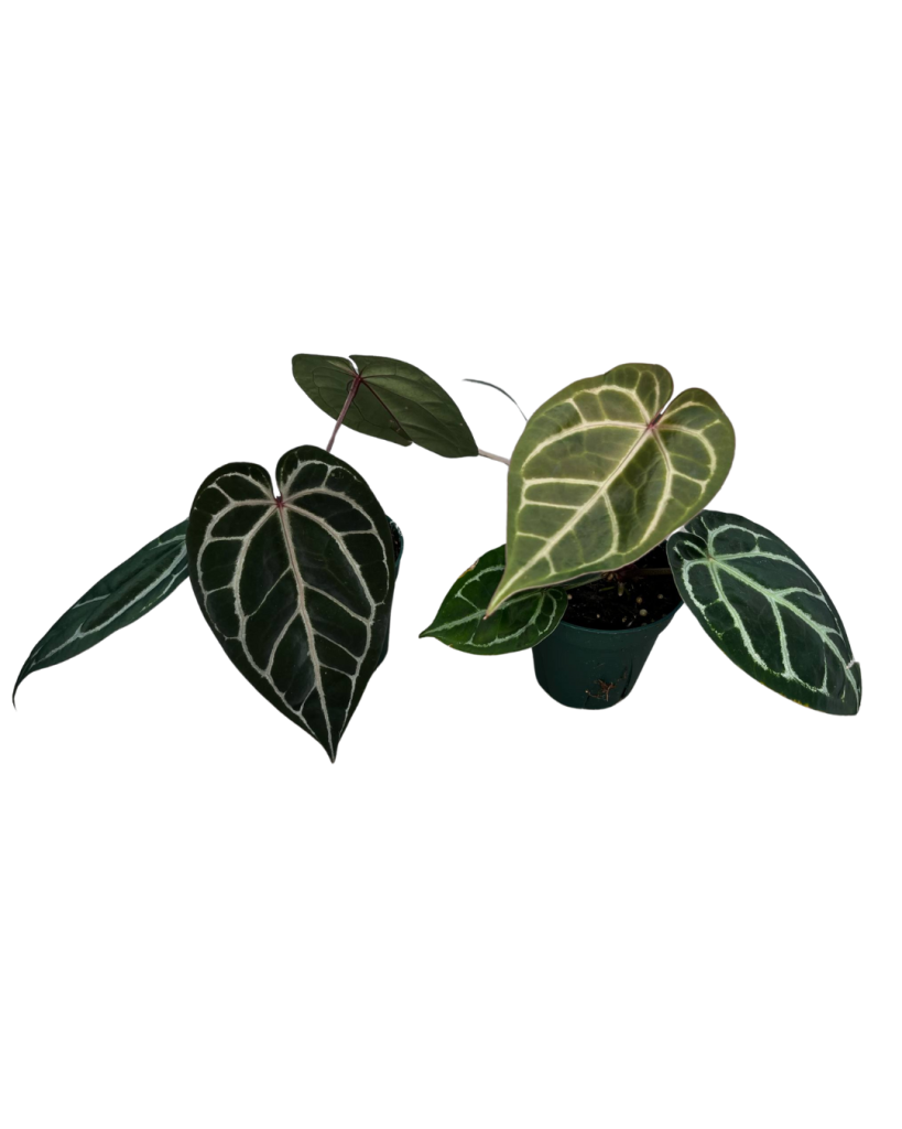 5 Anthurium Tim Anderson 2025